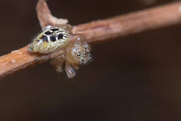 オスのタイーンエンポリスジャンプクモは獲物を探して植物の上を歩く 高品質の写真 — ストック写真
