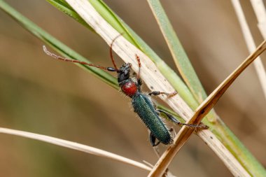 Certallum ebulinum böceği güneşli bir günde bir dal üzerinde yürür. Yüksek kalite fotoğraf