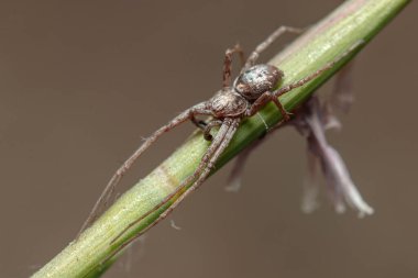 Koşan yengeç örümceği, Philodromus sp. Bitkinin tepesinde avlarını bekliyor. Yüksek kalite fotoğraf