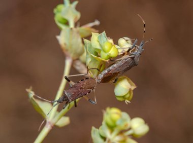 Bir çift Dicranocephalus albipe güneşli bir günde çiftleşen gerçek böcekler. Yüksek kalite fotoğraf