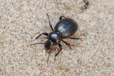 Tentyria sp. Böcek güneşli bir günde kumsalda yürür. Yüksek kalite fotoğraf