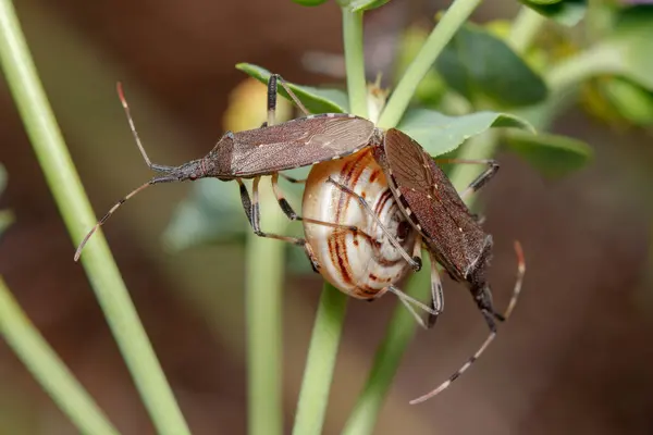 Couple Dicranocephalus Albipes True Bugs Mating Top Snail Sunny Day — Stock Photo, Image