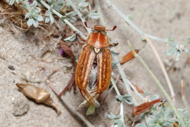 Anoxia sp. Gübre böceği güneşin altında bir çiçeğin tepesinde kanat açıyor. Yüksek kalite fotoğraf