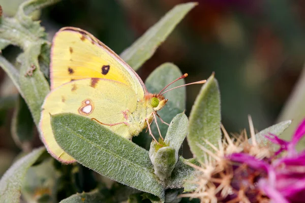 Clouded yellow butterfly, Colias crocea, posed on a green plant under the sun. High quality photo