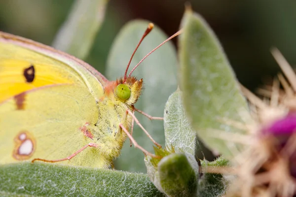 Close up of a clouded yellow butterfly, Colias crocea, posed on a green plant under the sun. High quality photo