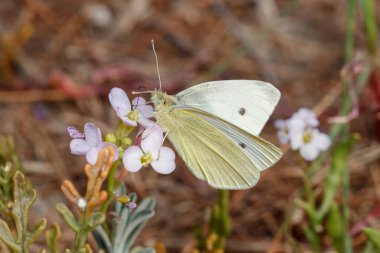 Küçük beyaz kelebek, Pieris rapae, güneşin altındaki bir bitkiye poz verdi. Yüksek kalite fotoğraf