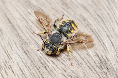 Avrupa yün kartlı arı, Anthidium manicatum, güneşli bir günde ahşap bir zeminde dinleniyor. Yüksek kalite fotoğraf
