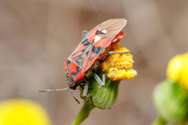 Tohum böceği, Spilostethus pandurus, güneşli bir günde bir bitkinin tepesinde poz verdi. Yüksek kalite fotoğraf