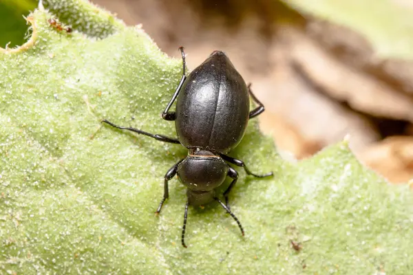 stock image Tentyria sp. beetle posed on a green leaf under the sun. High quality photo