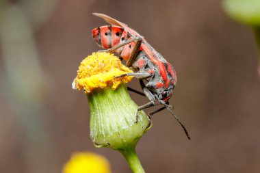 Tohum böceği, Spilostethus pandurus, güneşli bir günde bir bitkinin tepesinde poz verdi. Yüksek kalite fotoğraf