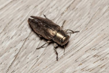 Chrysobothris dorsata böceği güneşli bir günde tahta zeminde poz verdi. Yüksek kalite fotoğraf