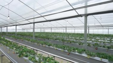 footage of modern beautiful greenhouse for ecology, agriculture concept