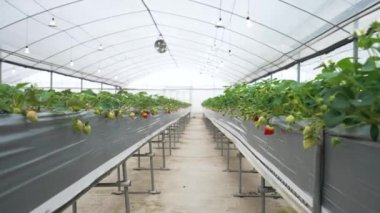 footage of modern beautiful greenhouse for ecology, agriculture concept