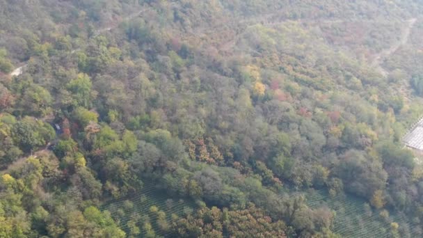 美丽的秋天森林景观的航拍 — 图库视频影像