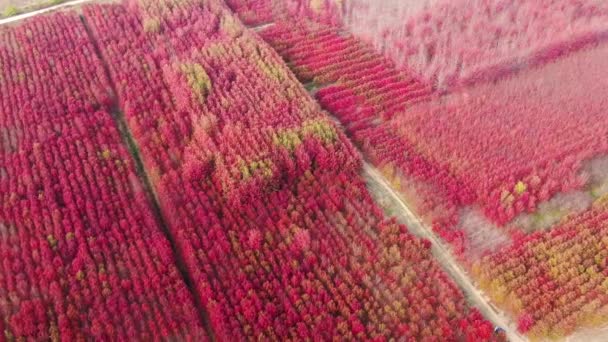 Images Aériennes Magnifique Paysage Forestier Automnal Rouge — Video