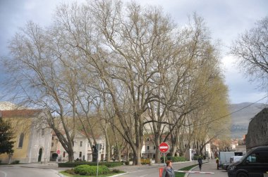 Platani u centru Trebinja