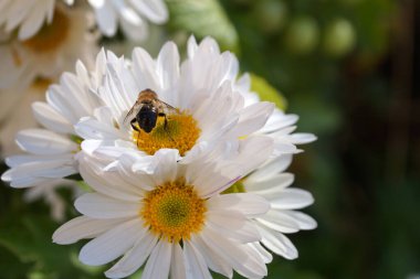 Arı, beyaz kasımpatı çiçekleri üzerinde nektar toplar.