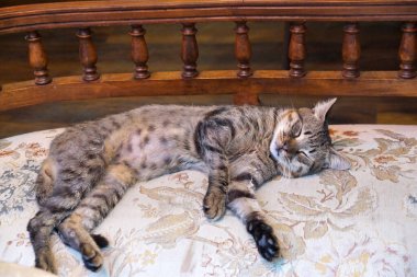 Gri kedi güneş ışığında eski bir kanepeye yayılmış uyuyor..