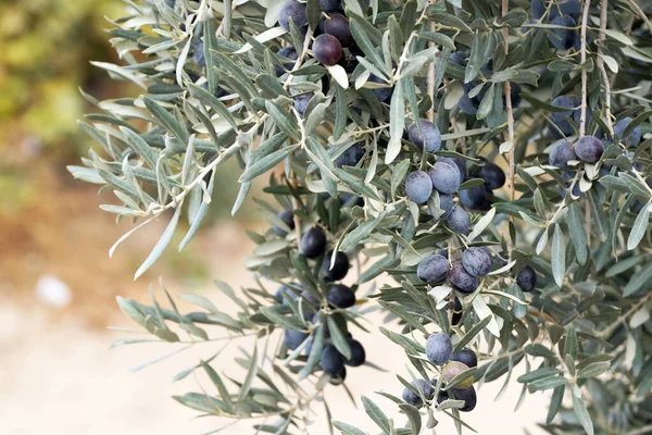 branches of olive trees with ripe black olives close-up