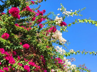 white and pink blooming bougainvillea in sunlight close-up.
