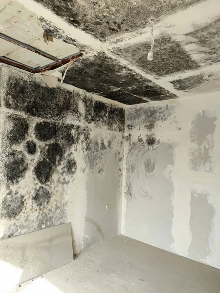 fungus and black mold on the walls and ceiling of the room.