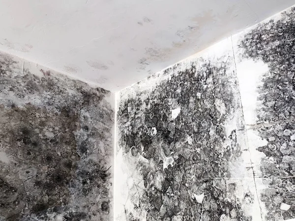 fungus and black mold on the walls and ceiling of the room close-up