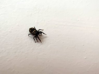 small black spider close-up on a white surface.