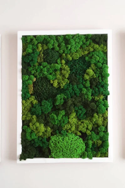 green stabilized preserved moss for ecological interior design close-up, vertical gardening