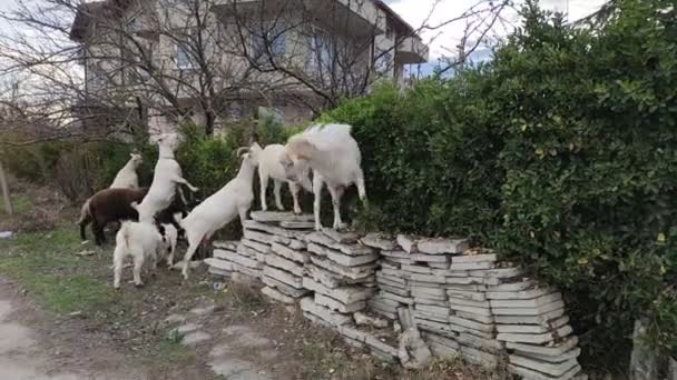 Domestic Goats Eat Green Leaves Decorative Hedge — Stock Video