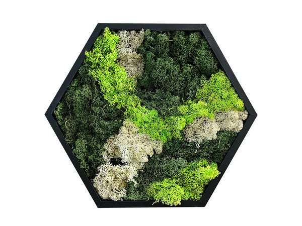 Hexagonalt Mönster Från Dekorativa Bevarade Skog Mossa Ren Mossa Isolat — Stockfoto