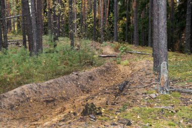 Çam ormanındaki hendek yangını..