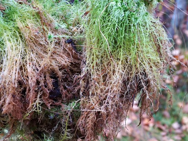 Mousse Sphaigne Récoltée Dans Forêt Avec Des Racines Rapprochées — Photo