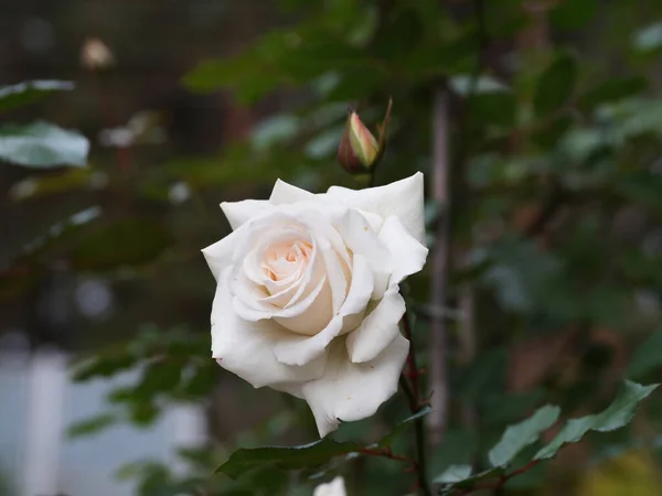 Kwitnąca Biała Róża Ogrodzie Zbliżenie — Zdjęcie stockowe