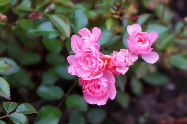 Kwitnące Różowe Róże Ogrodzie Zbliżenie — Zdjęcie stockowe