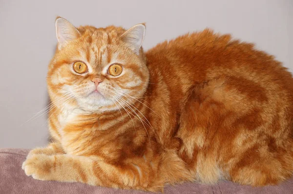 Röd Skotsk Katt Tittar Kameran Porträtt — Stockfoto