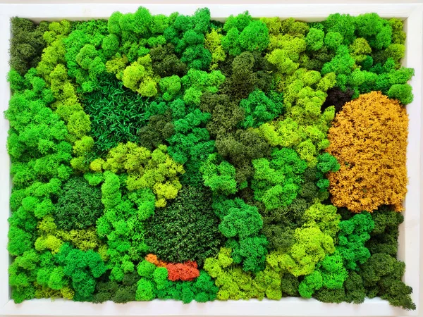 Mousse Renne Mousse Forêt Préservée Stabilisée Décorative Multicolore Comme Décoration Images De Stock Libres De Droits