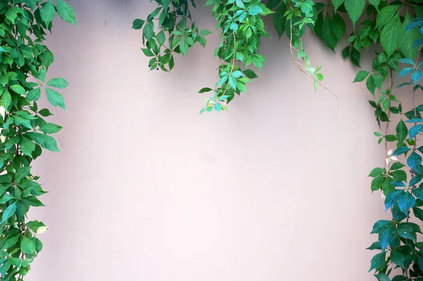 Branches Rampantes Vertes Sur Mur Blanc Espace Pour Texte Avec — Photo