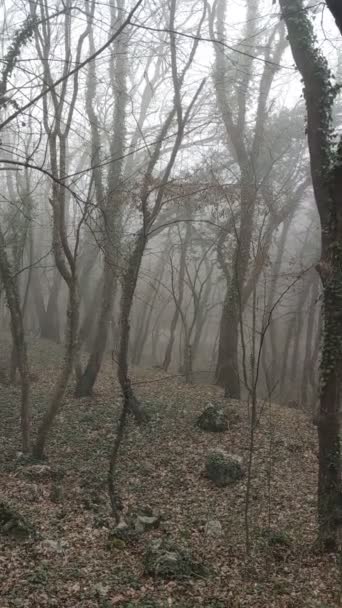 Nevoeiro Grosso Uma Floresta Depressiva Sombria Sombria Com Lianas Vídeo — Vídeo de Stock