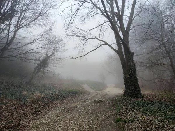 Туманная Дорога Темном Мрачном Лесу — стоковое фото