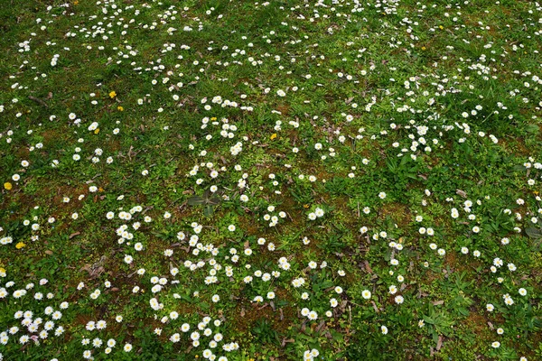 Gramado Verde Com Flores Brancas Florescendo Margaridas — Fotografia de Stock