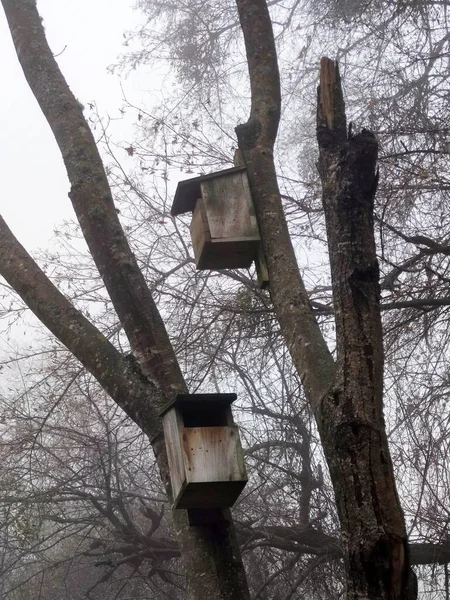 暗い霧の森の木の上の鳥小屋は — ストック写真