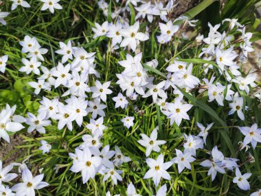 Ipheion uniflorum, beyaz bahar çiçekleri yeşil çimlerde gün ışığında.