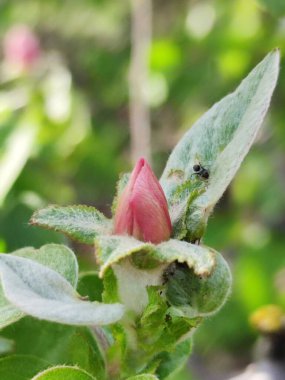Çiçek açan ayva kuşunun pembe tomurcuğunda karınca.