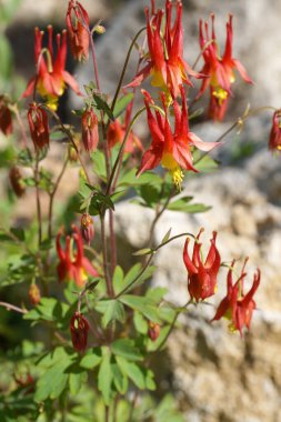 Aquilegia kanadensis çiçekleri, bitkisel bitkiler yakın plan..