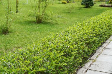 Parktaki her zaman yeşil olan boxwood çalıları..