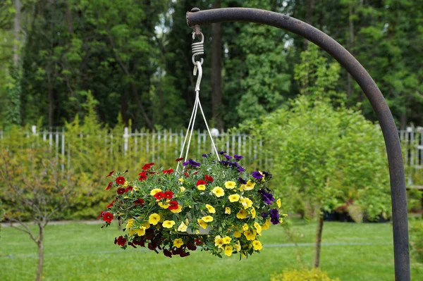 Yellow Red Blooming Petunia Hanging Planter Landscape Design — Stock Photo, Image