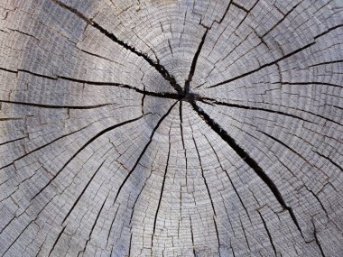 Eski gri çatlamış tahta testeresi doğal arka plan için yakın plan kesim dokusu