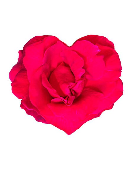 Red rose in the shape of a heart as a symbol of love, isolate on a transparent background.