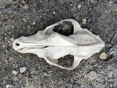 Gri zeminde köpek kafatası tepesi, üst manzara.