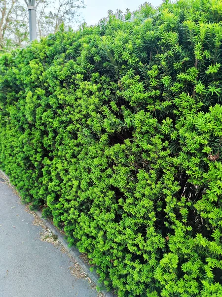 Leben Gleichmäßig Beschnittene Hecke Immergrüner Nadelbäume Park Großaufnahme — Stockfoto